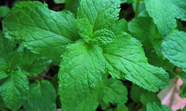A Mint Plant that can be Used in Aromatherapy and in Essential Oils.
