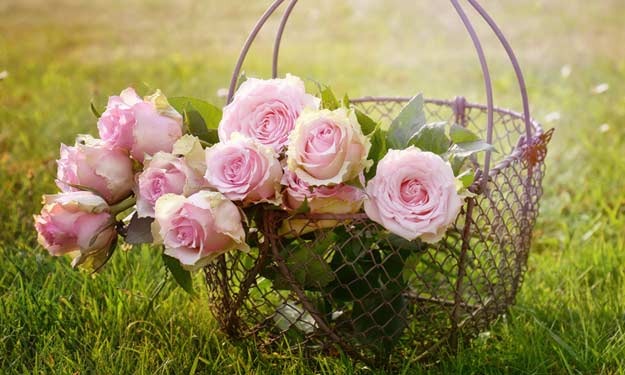 Gathering Pink Roses in a Wire Basket to Make Essential Oils.