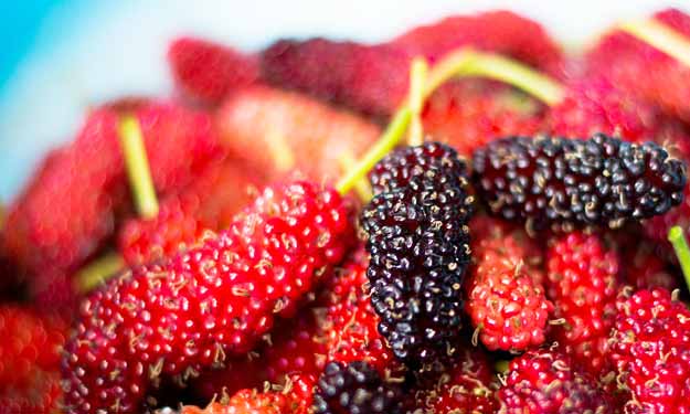 Bunch of Mulberries that are Good for Your Health.