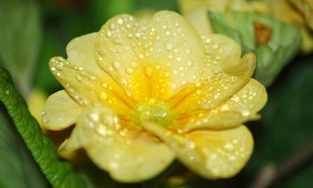 Yellow Primrose Plant with Dew Drops.