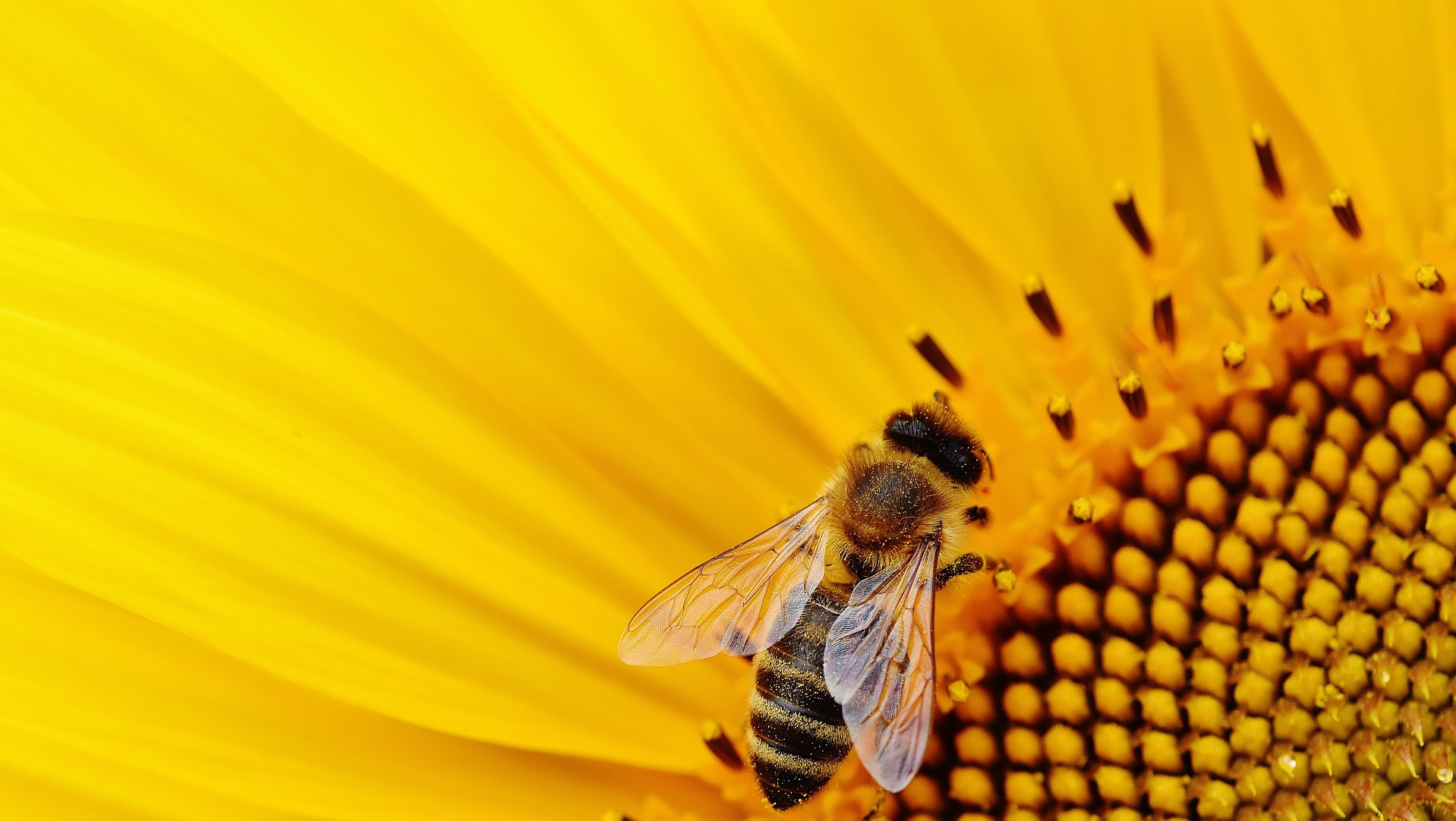 Close up of a honeybee on a sunflower