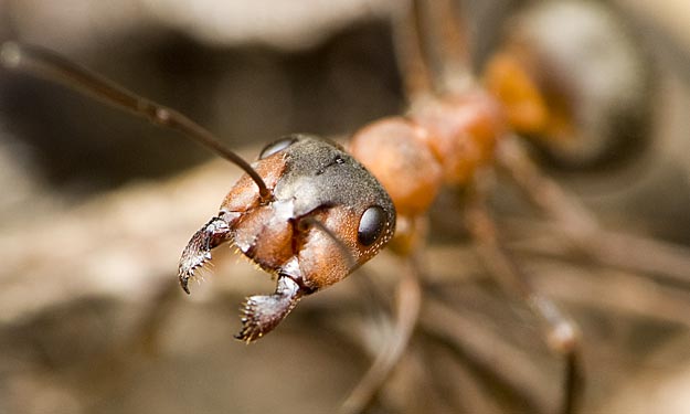 Brown Ant and How to Get Rid of Them Naturally.