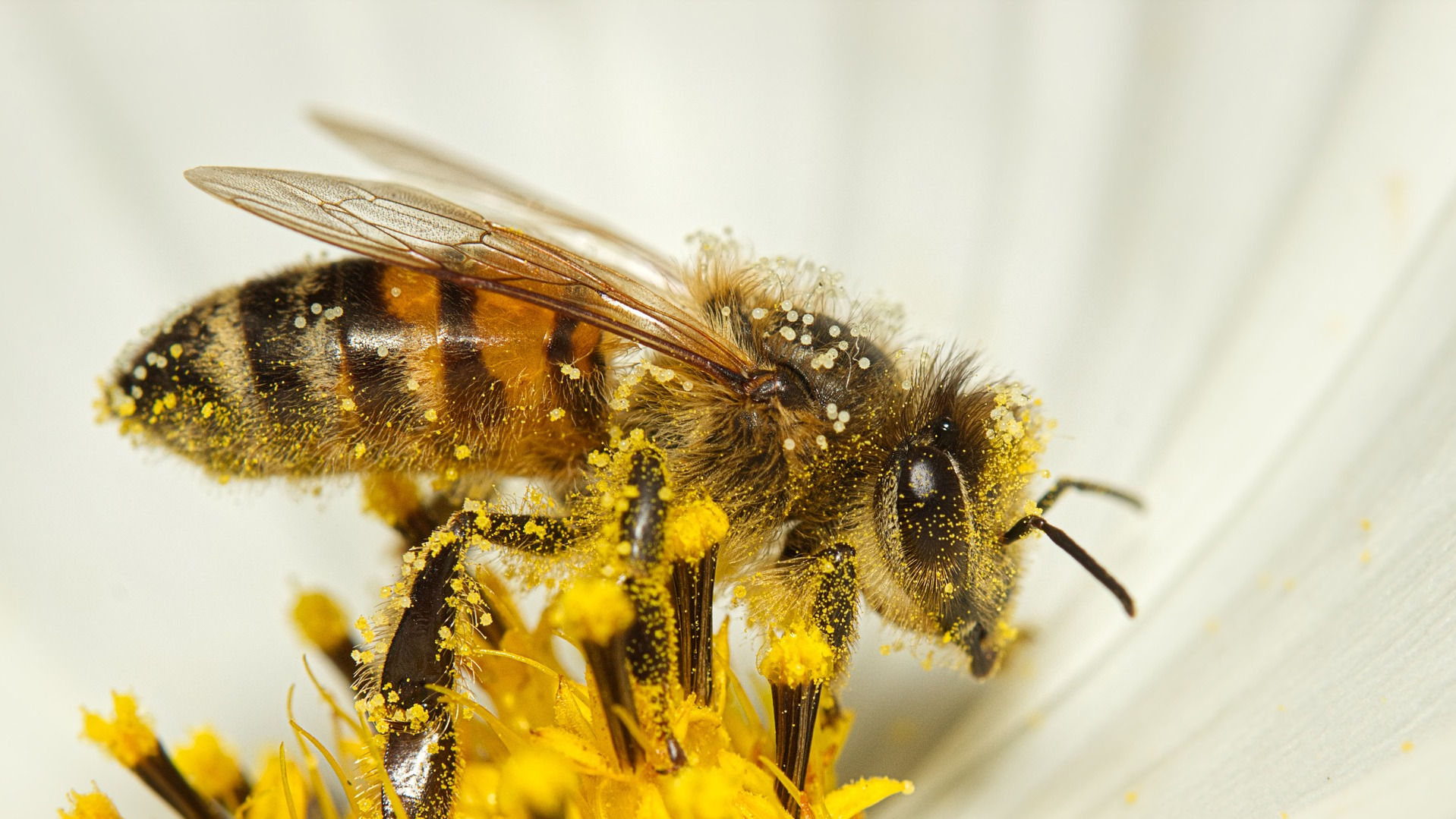 Bee on a flower