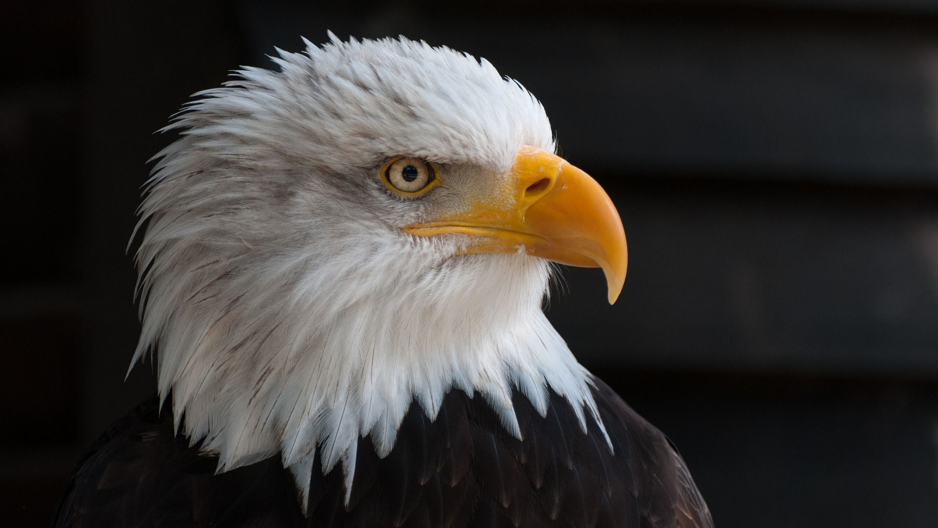 Bald eagle