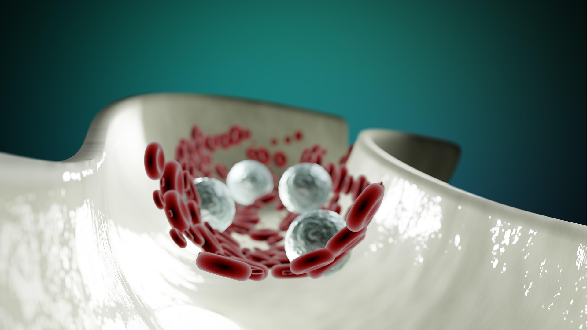 simulation of artery and blood cells