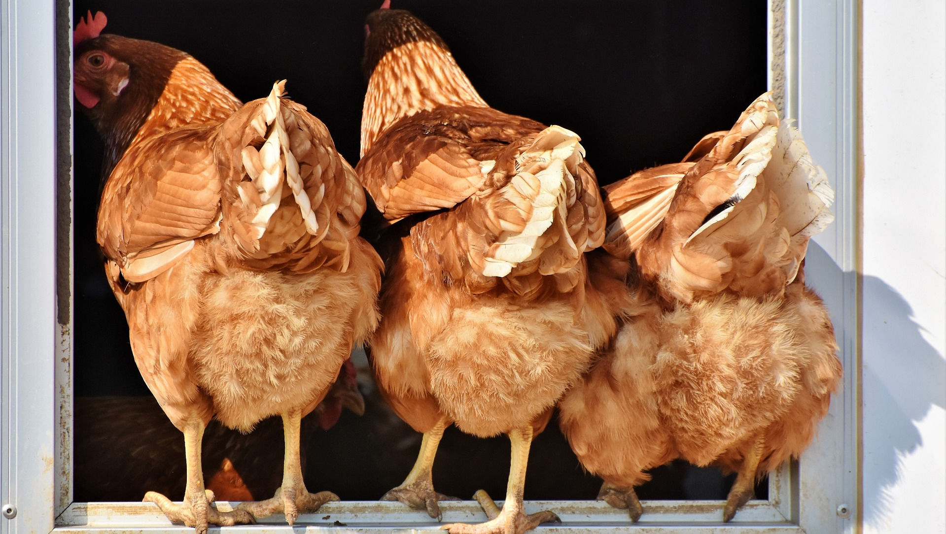 3 chickens entering a coop