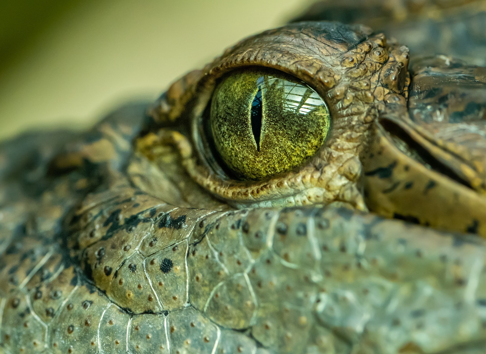 Closeup of a crocodile face and skin.