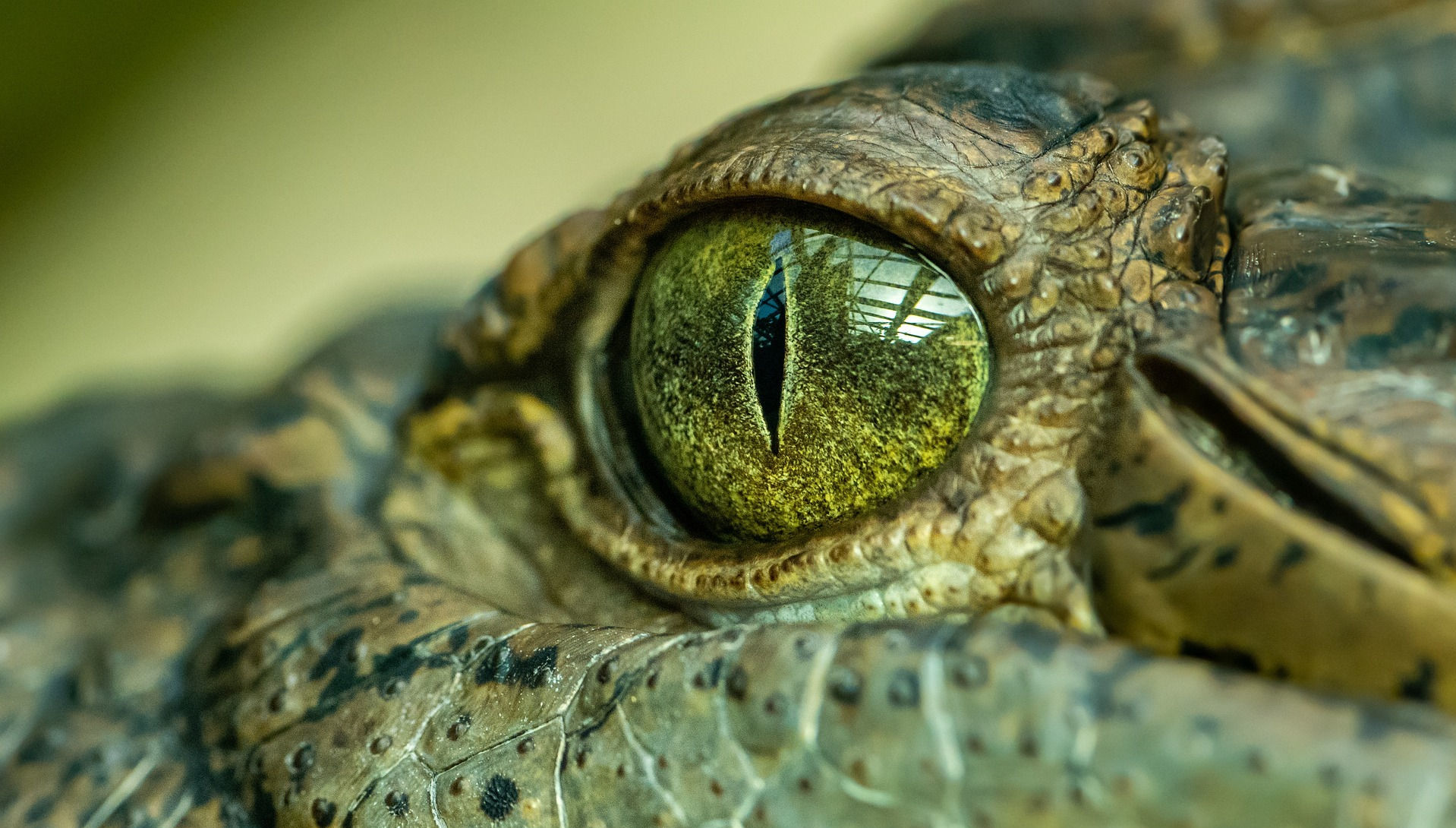 Closeup of a crocodile face and skin.