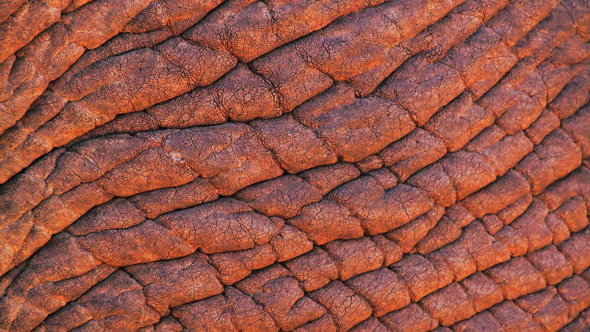 Close up picture of dry, wrinkled elephant skin