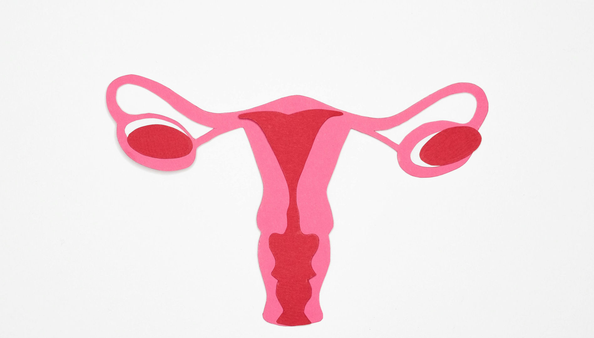 unlabeled drawing of female reproductive organs