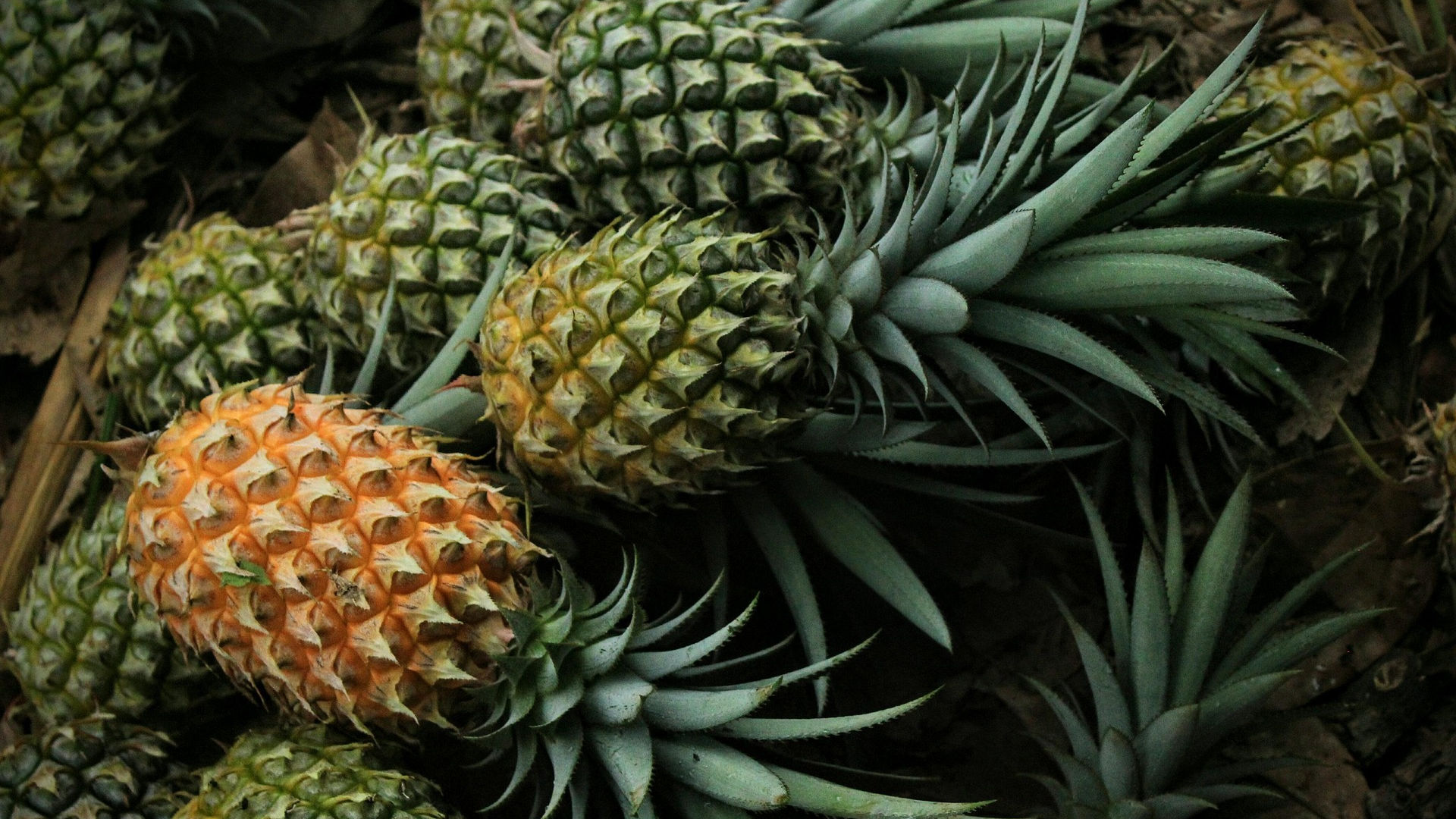pineapples