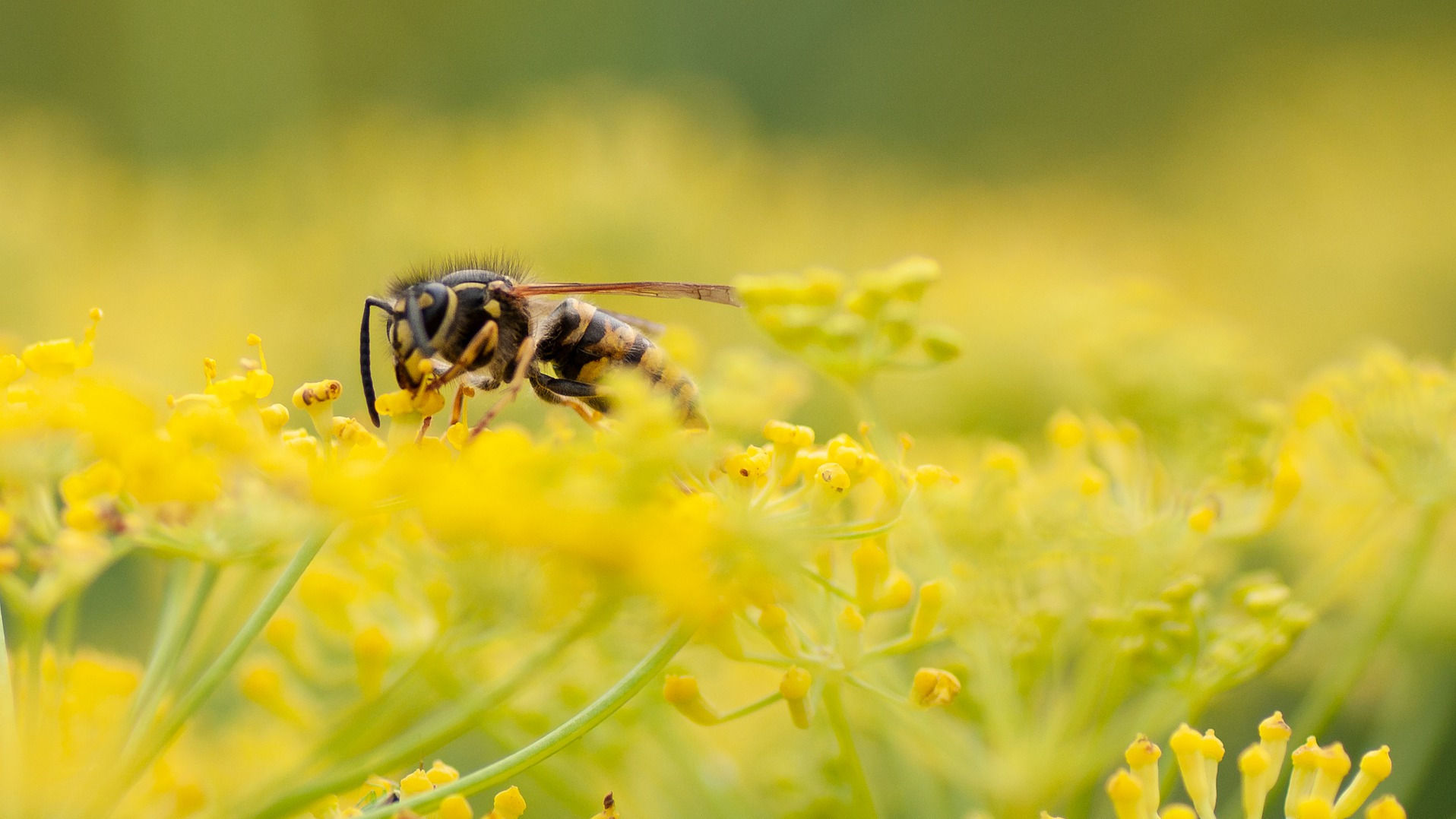 wasp on flowers