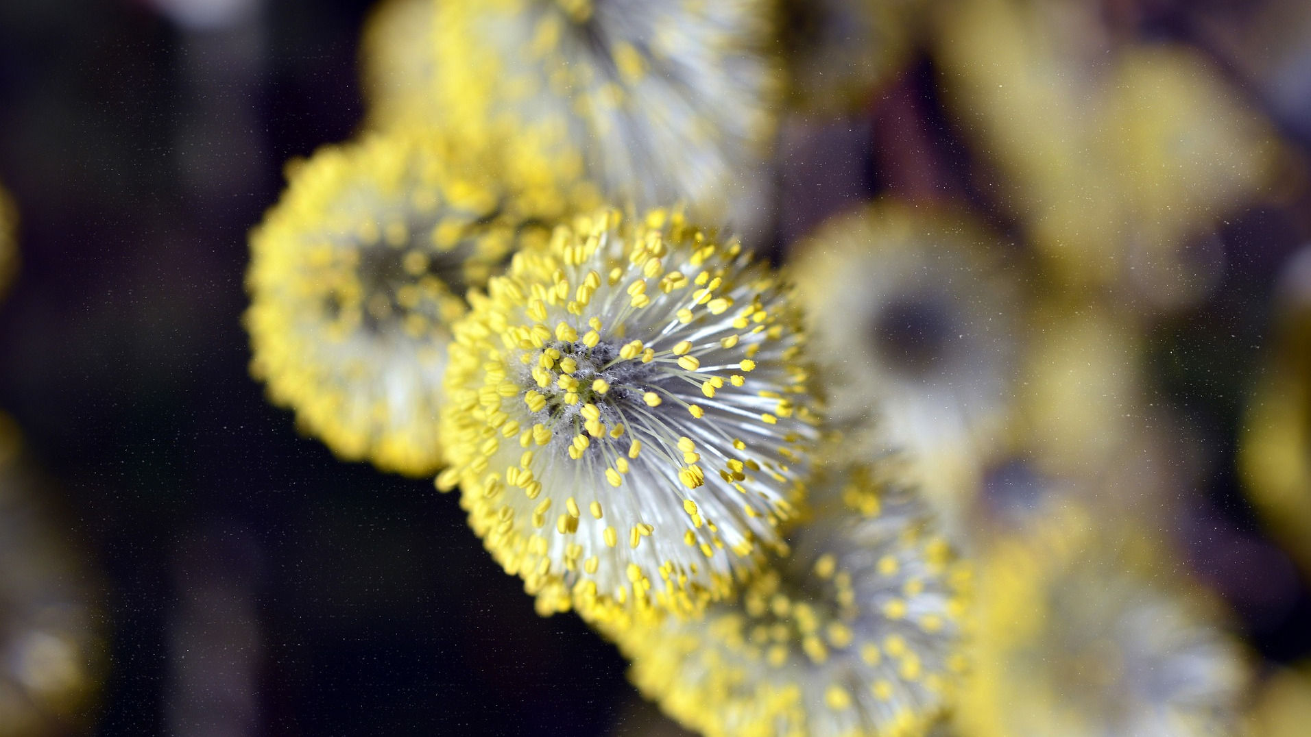 Pollen