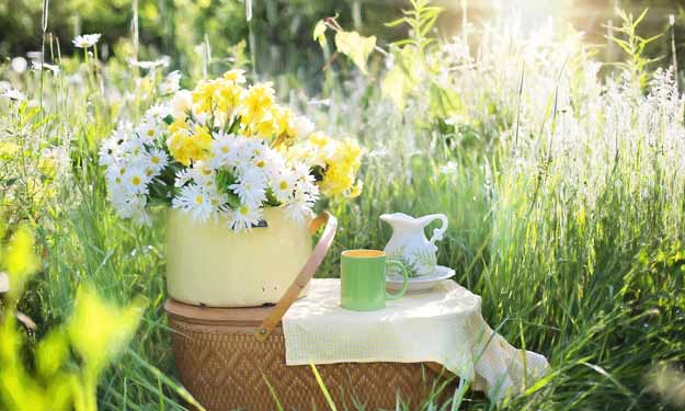 Tea and Daisies in a Field of Wild Flowers and Grass.