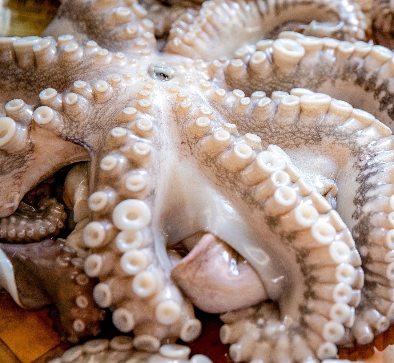 Octopus/Cuttlefish at the market